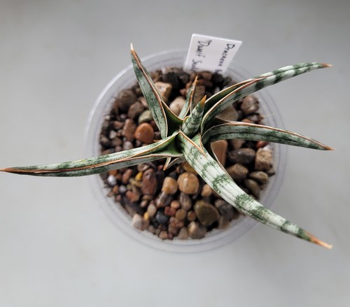 Live cutting dracaena ballyi - live,