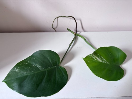Monstera deliciosa albo - deliciosa,