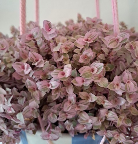 Callisia repens pink panther - repens,