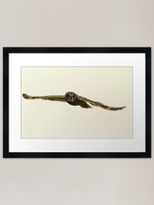 Sealion Island owl Framed Art