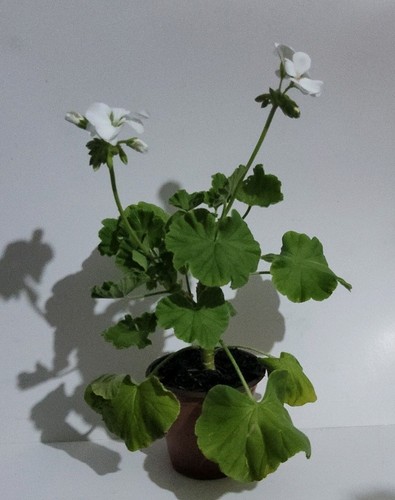 Geranium potted flowering - geranium,