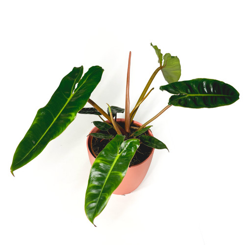 Philodendron billietiae - philodendron, ‘billietiae'