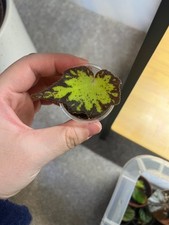 begonia red jive rooted leaf