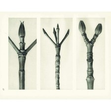 1929 DOGWOOD & MAPLE TREE Branch Print - Karl Blossfeldt - Plant - 9.5 x 12 Inch