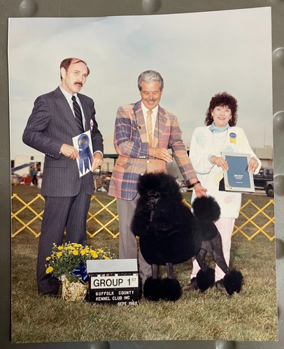 Black standard poodle 8x10 - 8x10, dog