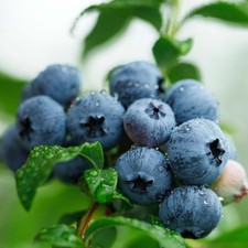 Blueberry Bush Vaccinium