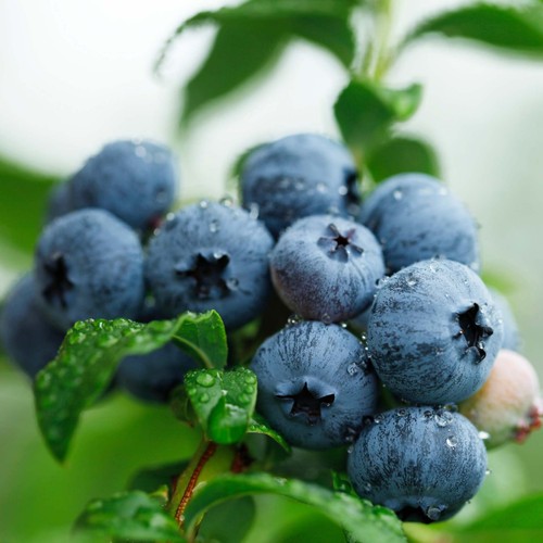 Blueberry bush vaccinium - blueberry,