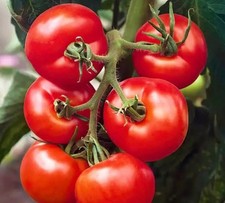 Tomato Ailsa Craig x 6 PLUG