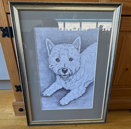 West highland white terrier - highland,