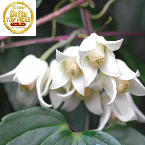 Clematis winter beauty - winter,