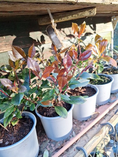 Photinia red robin starter - photinia,