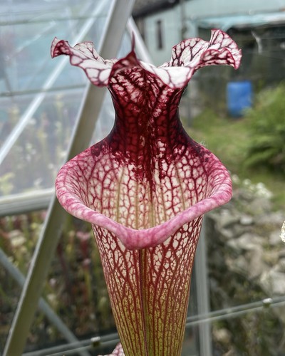 Sarracenia seed mixed - sarracenia, seed,