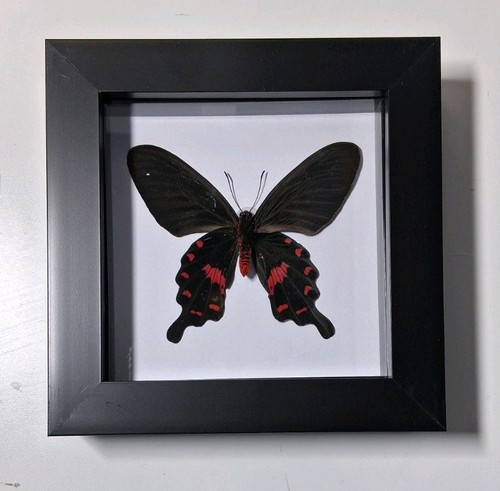 Pink rose butterfly mounted - pink,
