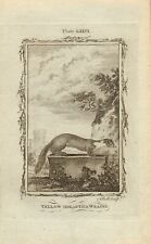 1785 copper engraving  -  buffons natural history. "  yellow breasted weasel "