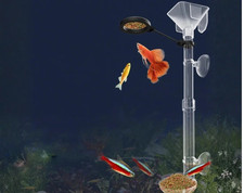 Shrimp Fish Feeding Food Water