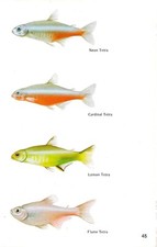 Vintage exotic fish print