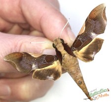 Callionima Nomius Male Hawk