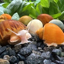 5 Mystery Snails (Pomacea