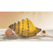 Mini Small Horse Conch Shell