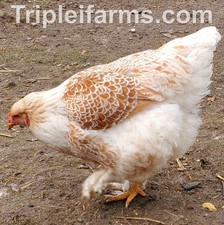 Giant buff laced brahma - giant,