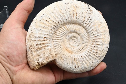 Ammonite perisphincts - ammonite,