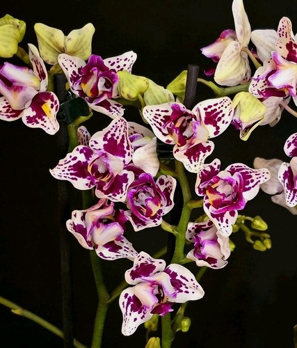 Rare phalaenopsis happy pearl - rare,