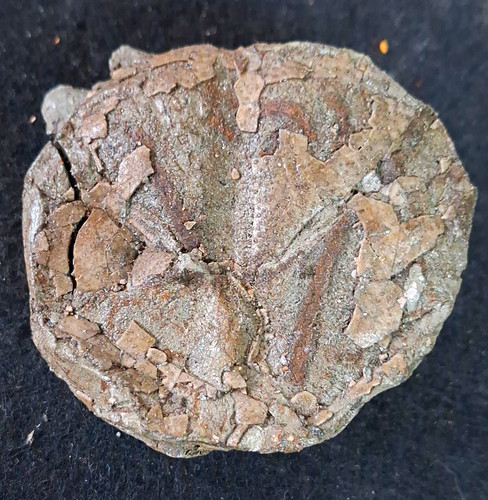 Pliotaxaster asterias echinoid - asterias,