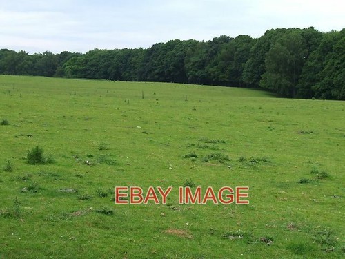 Photo grazing land and thrift - photo,