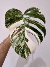 Variegated Monstera Albo