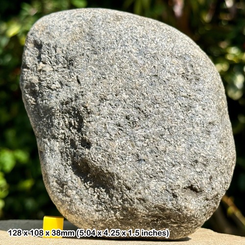 Rare crinoid star slab fossil - crinoid,