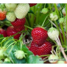 Strawberry 'Royal Sovereign' -
