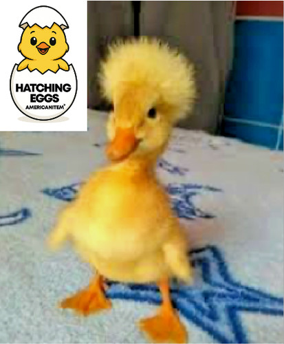 Crested - 6,