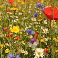100% Wild Flower Seeds Scented