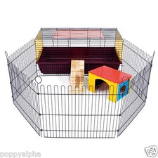 Rabbit Guinea Pig Pets Animals