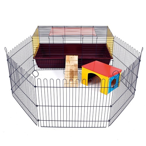 Rabbit guinea pig - guinea,