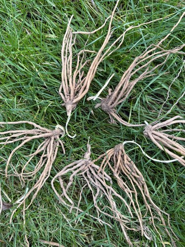 Asparagus crowns over - x,