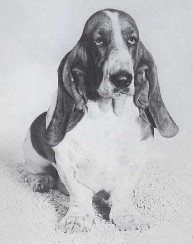 Basset hound custom matted - basset,