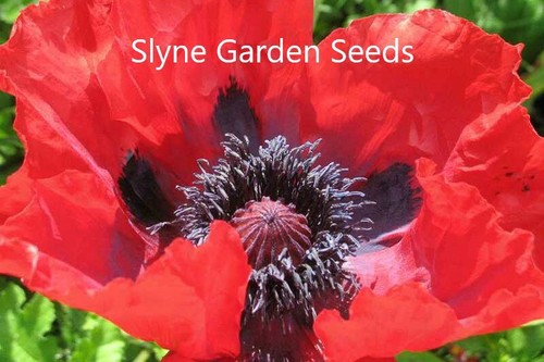 Bright red oriental poppy wild - bright,