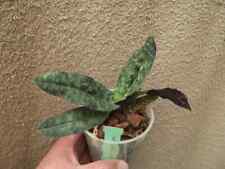 Rare Paphiopedilum malipoense