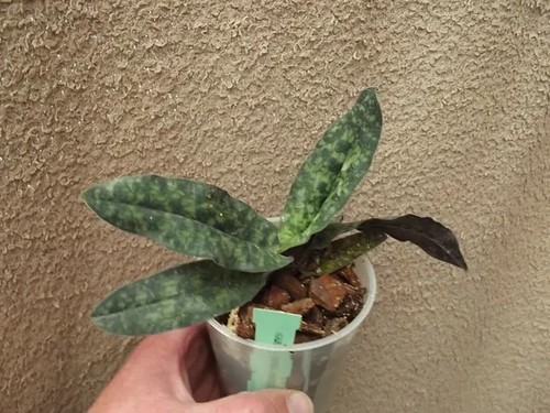 Rare paphiopedilum malipoense - paphiopedilum,