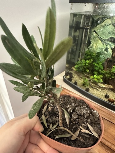 Japanese buddhist pine - ,