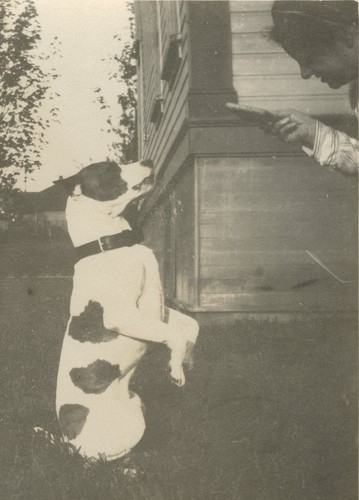 Antique american pitbull dog - american,