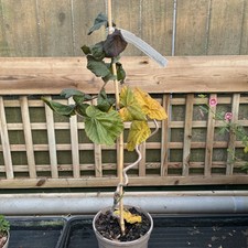 Corylus avellana 'Red