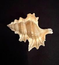 Biplex Perca   48.9mm Murex