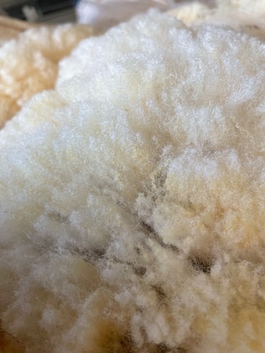 White raw sheeps wool - white,