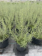 Rosemary Herb Plant In 2L Pots Indoor Outdoor