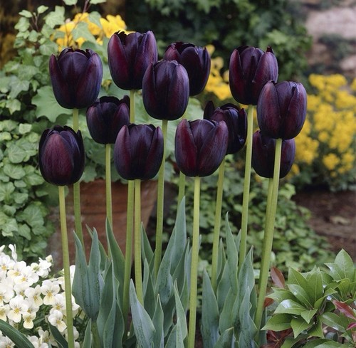 10x queen night - queen, bulbs