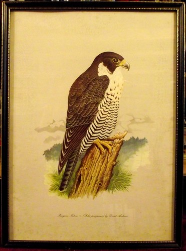 Print peregrine falcon - peregrine,