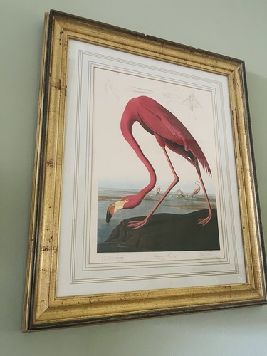Framed audubon flamingo - framed,