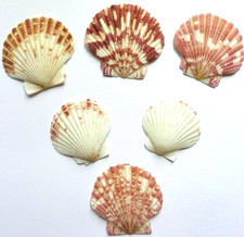 Scallop shells natural - scallop, white